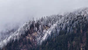 被霧氣籠罩的積雪山林。 — 冬季風景 壁紙