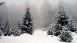 霧氣瀰漫的冬季森林中白雪覆蓋的常綠樹 — 冬季風景 壁紙