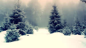 霧氣瀰漫的冬季森林場景中，白雪覆蓋的常綠樹。 — 冬季美學 壁紙