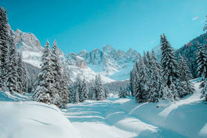 在晴朗的藍天下，白雪覆蓋的松樹和山脈。 — 冬季風景 壁紙