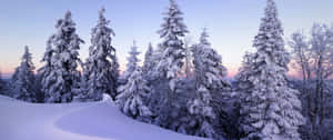 暮色中白雪覆蓋的松樹，柔和的紫色和粉紅色天空。 — 冬季風景 壁紙
