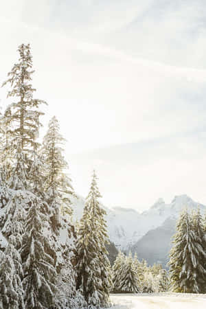 寧靜冬日景觀中白雪覆蓋的松樹和山脈。 — 2:3 壁紙