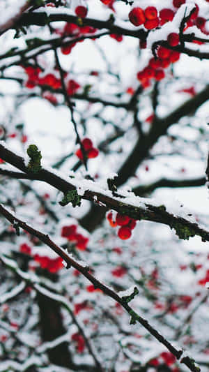 冬季白雪覆蓋的樹枝上掛著鮮紅的漿果。 — 低調 壁紙