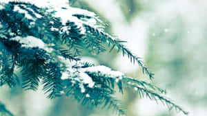 冬季森林中覆蓋白雪的松枝特寫。 — 冬季風景 壁紙