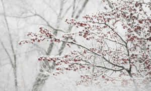 冬日景色中覆蓋著白雪的樹枝和紅色漿果 — 冬季風景 壁紙