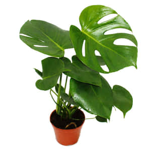 龜背芋圖片 — 植物美學 壁紙