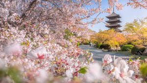 櫻花在陽光明媚的春日裡襯托著日本花園中的寶塔。 — 日式 壁紙