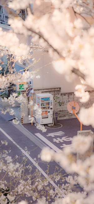 櫻花框住一條寧靜日本街道上的自動販賣機。