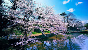 櫻花樹倒映在平靜的池塘中，天空清澈湛藍。 — 春天花朵 壁紙
