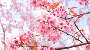 陽光明媚的春日裡，粉紅櫻花與紅葉。 — 日本櫻花 壁紙