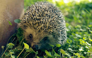 石牆附近綠草中的刺蝟 — 野生動物 壁紙