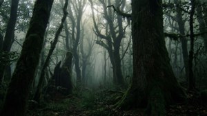 霧氣籠罩的森林，古老的樹木覆蓋著苔蘚，柔和的光線。 — 2560x1440 動態圖片 壁紙