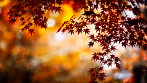 秋天中，紅色楓葉映襯著金色模糊背景。 — 美麗的秋天 壁紙