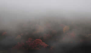 霧氣瀰漫的森林，從上方看到秋天的樹木呈現紅色和橙色的葉子。 — 霧濛濛的森林 壁紙