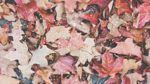 紅色、粉紅色和棕色的秋葉，帶有金色閃閃發光的亮片。 — 可愛又粉嫩 壁紙