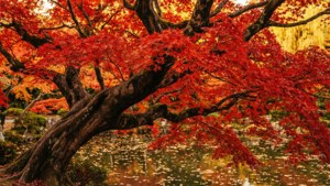 鮮紅的楓樹倒映在平靜的池塘中