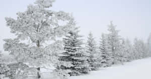 灰色天空下，寂靜冬季森林中積雪的樹木。 — 冬季風景 壁紙