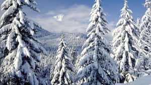 冬日森林中，以山為背景的積雪松樹。 — 冬季風景 壁紙