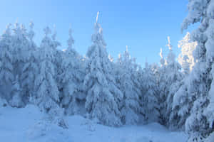 明亮的藍天下，寂靜的冬季森林中積雪的松樹。 — 冬季風景 壁紙