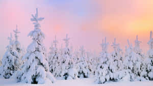 日出時積雪的松樹，柔和粉紅和橙色天空。 — 美麗的秋天 壁紙