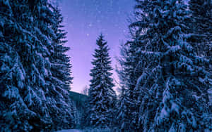在星光燦爛的紫色夜空下，積雪的松樹。 — 星星 壁紙
