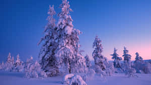 冬日森林暮色中積雪的松樹。 — 冬季風景 壁紙
