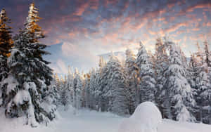 冬季森林中，日出時被雪覆蓋的松樹，背景有山脈。 — 魔法森林 壁紙
