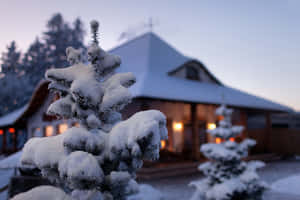 黃昏時分，溫暖燈光照亮的小屋前，積雪的松樹。 — 冬季風景 壁紙