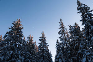 積雪的松樹襯著清澈的藍天和月牙。 — 樹木 壁紙