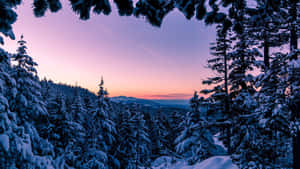 冬季日落時分積雪的松樹與紫色和橙色的天空。 — 冬季風景 壁紙