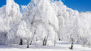 在晴朗的藍天下，白雪覆蓋的冬季森林中結霜的樹木。 — 冬季風景 壁紙