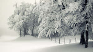 寂靜冬日森林中積雪的樹木，前景有籬笆。 — 冬季風景 壁紙