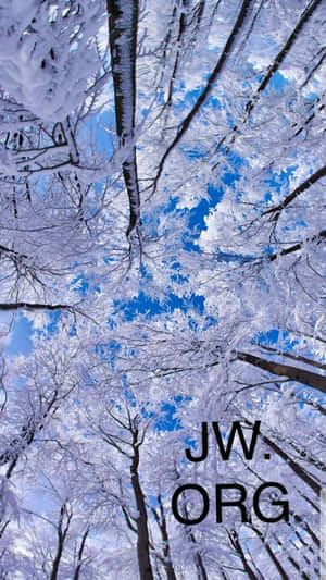 冬天時，積雪的樹木伸向清澈的藍天。 — 雪 壁紙