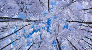 冬日裡，白雪覆蓋的樹木伸向明亮的藍天。 — 冬季風景 壁紙