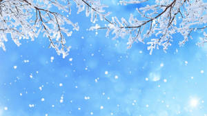 結霜的樹枝映襯著明亮的藍天，飄雪和太陽。 — 冬季風景 壁紙