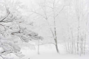 在寧靜的冬日森林中，積雪的樹枝和飄落的雪花。 — 雪山 壁紙