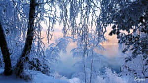 霜凍的樹木框住了日出時霧氣瀰漫的冬季山谷。 — 湖泊 壁紙