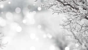 雪白冬季景觀中結霜的樹枝，帶有柔和散景背景。 — 聖誕燈飾 壁紙
