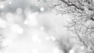 雪白冬日景觀中結霜的樹枝，帶有柔和的散景背景。 — 白色美學動圖 壁紙