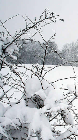 冬季森林場景中積雪的樹枝。 — 酷寒冬季 壁紙