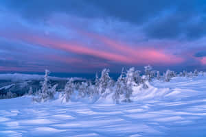 粉紅色和藍色暮色天空下的積雪山樹 — 冬季風景 壁紙