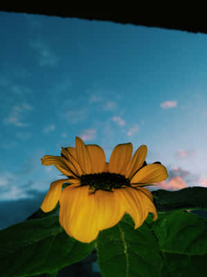唯美花卉圖片 — 唯美花卉 壁紙