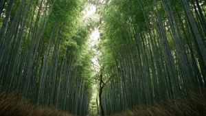 嵐山竹林小徑，陽光穿透林間