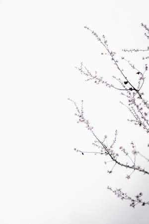 粉紅櫻花枝條映襯白色天空 — 簡約 壁紙