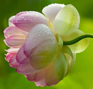 綠色花園中花瓣上帶有露珠的粉白色蓮花。 — 春天花朵 壁紙