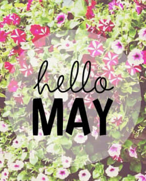 Hello May 文字覆蓋在盛開的春天色彩矮牽牛上 — 五月 壁紙