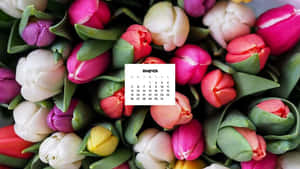 三月日曆疊加在色彩繽紛的鬱金香花束上。 — 美麗的秋天 壁紙