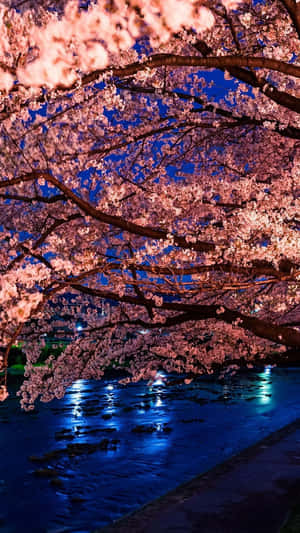 夜間點亮的粉紅櫻花，映照在平靜的河面上，反射城市燈光。 — 櫻花 壁紙