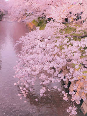 春天，粉紅櫻花垂落在平靜的河面上。 — 可愛 壁紙