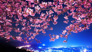 粉紅櫻花在夜晚發光的城市上空拱起。 — 櫻島麻衣 壁紙